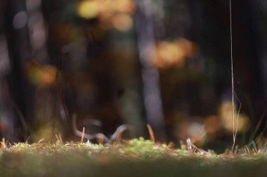 Boş alanı olan bir orman arkaplanı. Orman sonbahar sahnesi