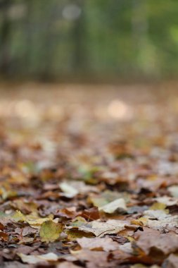 Boş alanı olan bir orman arkaplanı. Orman sonbahar sahnesi