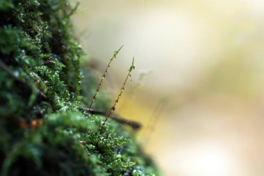 Doğa temalı yakın çekim makro resim, Macro orman yosunu