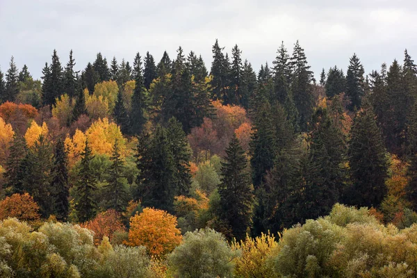 Открытая Сцена Желтого Леса Листьями Деревьями Осенняя Сцена Желтым Лесом Лицензионные Стоковые Изображения