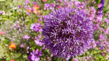 Mor Allium çiçeği ve bir arı. Bir arı ailesinin, parkta mor bir Allium çiçeğinin üzerine inişi. 4K görüntüsü.