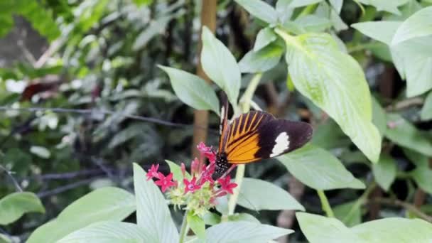 Gelb Schwarzer Schmetterling Sitzt Auf Der Blume Garten — Stockvideo