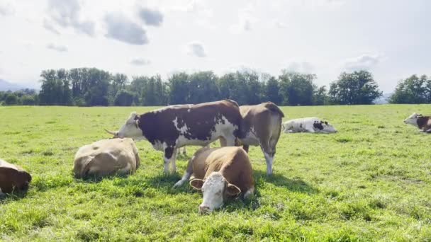 Vacas Pardas Campo Verde Bayern Alemania Día Soleado Verano Con — Vídeos de Stock