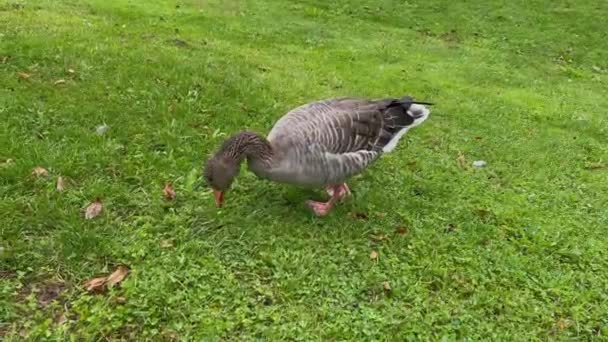 Wild Duck Walking Green Grass Eating Olympiapark Munich — Stock Video