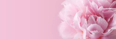 Güzel pembe bir şakayık çiçeğinin, pastel rengin, makro fotoğrafın, afişin kapağını kapat.