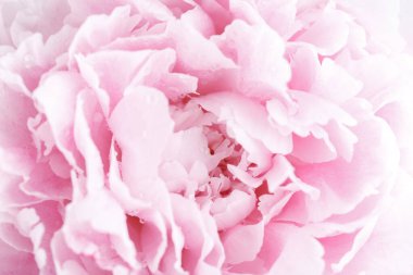 Güzel pembe bir şakayık çiçeğinin, pastel rengin, makro karenin yakın çekimi.