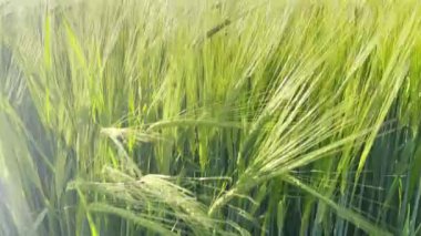 Yeşil buğday tarlasını kapatın. Rüzgarlı güneşli yaz günü