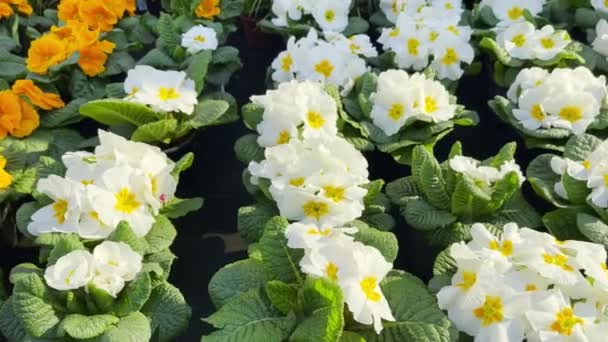 Indah Primula Bunga Primrose Aku Pot Musim Semi Mekar Toko — Stok Video