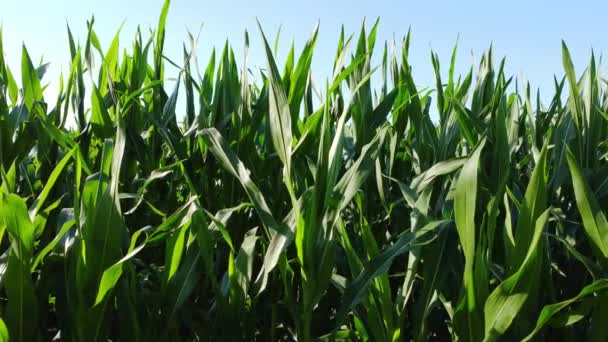 Aerial View Corn Field Summer Sunny Day High Quality Footage — Wideo stockowe