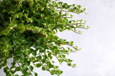 Peperomia reticulata, trendy house plant, modern interior design