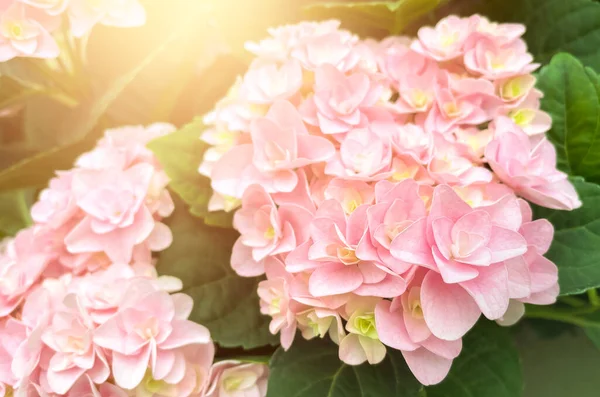 Nyáron Virágzó Rózsaszín Hydrangea Vagy Hortensia Virágok Természetes Háttér Szelektív — Stock Fotó
