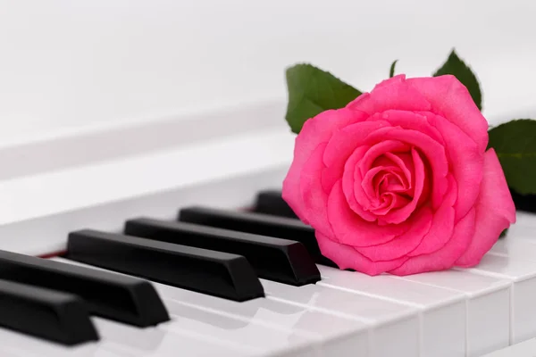 Romantic Concept Piano Pink Rose Close Imagen De Stock