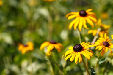 Black eyed Susan or Rudbeckia hirta, North American flowers in a garden or park