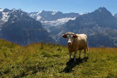Cow in Grindelwald of Swiss Alps, beautiful view in Switzerland