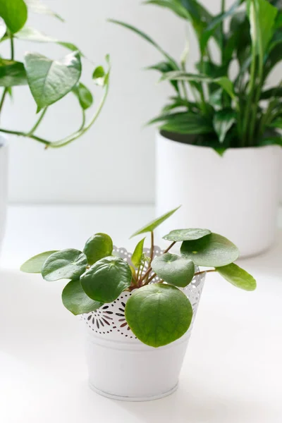 Pilea Peperomioides or Chinese Money Plant in a white pot, vertical shot