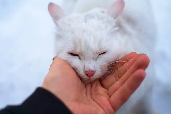 Mann Streichelt Eine Weiße Katze — Stockfoto