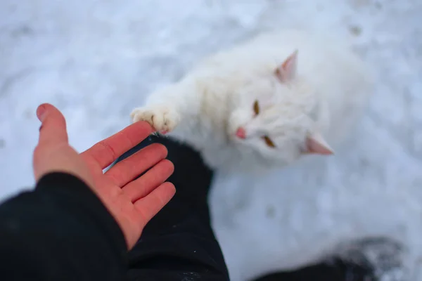 Beyaz Kedi Bir Adamla Tokalaşıyor — Stok fotoğraf