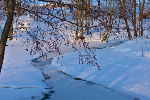 Alder Närbild Nära Floden Vintern — Stockfoto