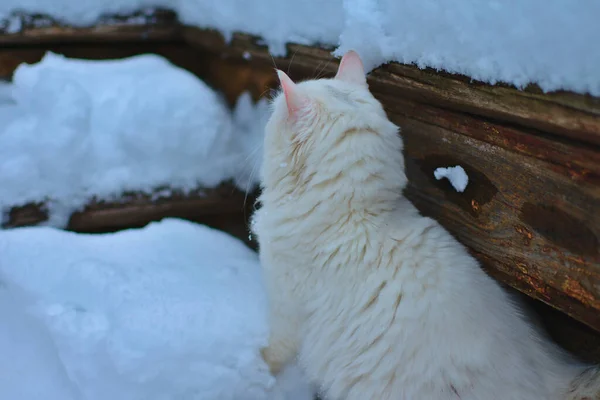 Beyaz Kedi Yana Bakıyor — Stok fotoğraf