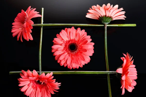 Siyah arka planda dört güzel pembe Gerbera papatya çiçeğinden oluşan bir grup. Şekil, çiçeklerin bileşimi.