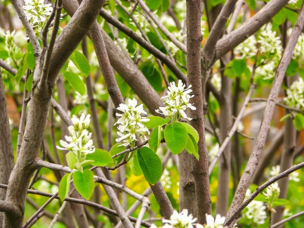 Çiçekli meyve çalısı Irga. Amelnchier, Rosaceae ailesi, ilkbaharın ilk günlerinde Irga 'nın küçük beyaz çiçekli böğürtlenleri. Seçici odaklanma, tasarım, kart. Böğürtlen filizleri Ağaçtaki beyaz çiçekler.