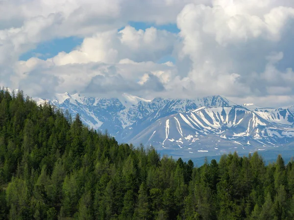 Kozalaklı ormanın arkasındaki Kuzey Chui Sıradağları. Bulutlu gökyüzünde karlı dağ sıraları. Karlı dev kayalık bir tepe. Dağların görkemli doğasının atmosferik manzarası. seçici odak