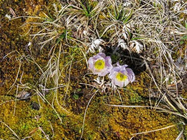 Dağlarda bir demet yabani mor bahar çiçeği. Alp yayı, çiçekli arka plan, doku, seçici odak, yakın plan, yosun. Trollius lilacinus Bunge. Leylak mayo. Zehirli..