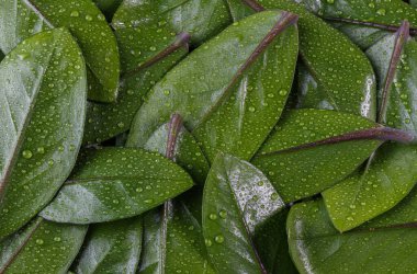 Islak yeşil yapraklar, üst manzara. Yeşil yaprak ve su damlaları. Seçici odaklanma. Geriye Zamioculcas zamiifolia kalıyor. tropikal Afrika