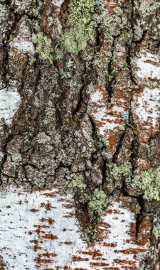 Huş ağacının görünüşü, doğal arka plan - gerçek eski huş ağacının dikey dokusu ve kışın yosun yetişmesi. Soyut bir geçmiş için uygun. Seçici odaklanma, kartpostal, tasarım. Yakın plan.