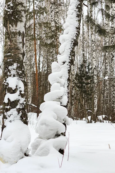 Karlar kabartmalı, ağaçlarda düzensiz katmanlar, huş ağaçları. Kış manzarası. Şubat ayı sonunda Sibirya 'daki görkemli atmosfer. Kar doğası, seçici odaklanma, kartpostal, tasarım.