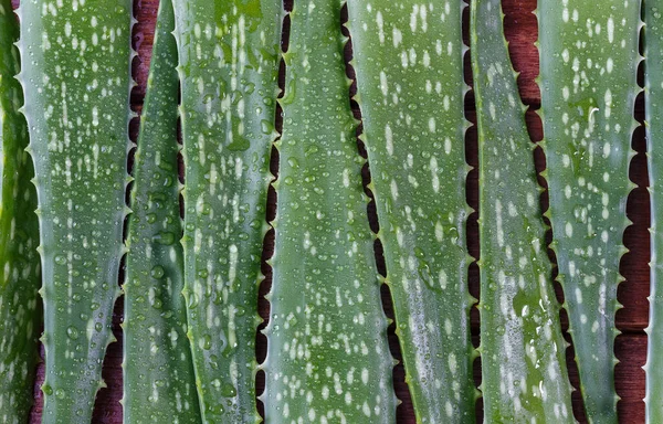 Zbliżenie Aloe Vera Liść Krople Wody Izolowane Ciemnym Drewnianym Stole — Zdjęcie stockowe