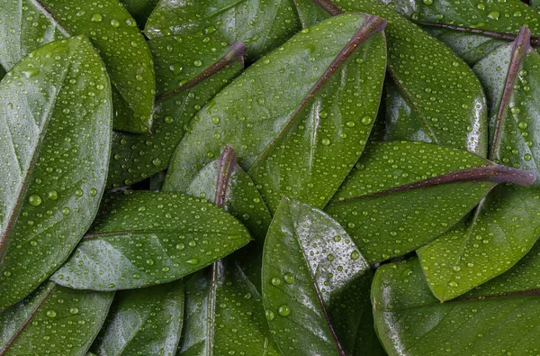 Islak yeşil yapraklar, üst manzara. Yeşil yaprak ve su damlaları. Seçici odaklanma. Geriye Zamioculcas zamiifolia kalıyor. tropikal Afrika