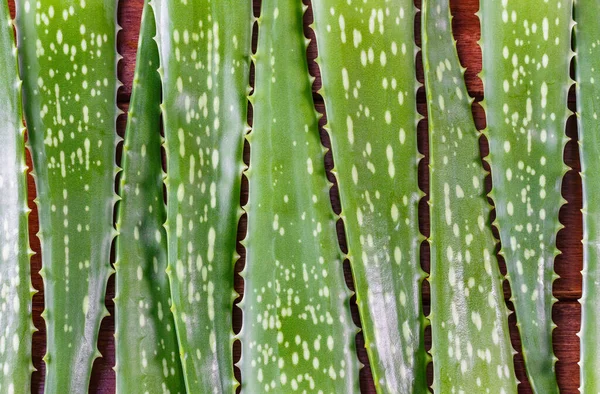 Zbliżenie Aloe Vera Liść Izolowany Ciemnym Drewnianym Stole Liście Aloesu — Zdjęcie stockowe
