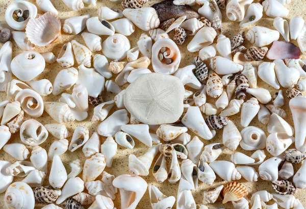 Deniz kabukları kumlu arka planda. Deniz kabukları arka plan, bir sürü harika deniz kabuğu ve karışık kabuklar. doku, kartpostal, kart, seçici odak