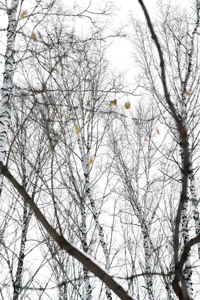 Зимняя Береза Леса Снег Природа России Вид Снизу Вверх Зимний — стоковое фото