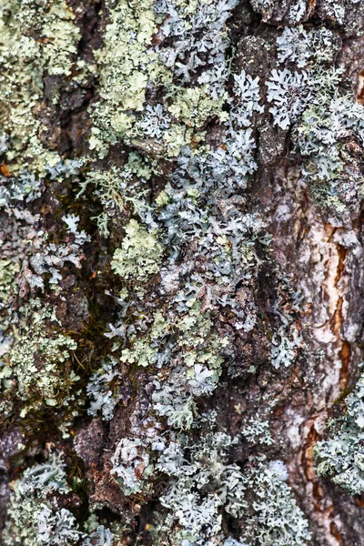 Tekstura Stara Szorstka Kora Sosny Pokryta Zielonym Mchem Naturalnym Zimowym — Zdjęcie stockowe