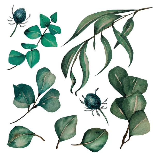 Groene bladeren, tropische eucalyptus en takken aquarel set illustratie geïsoleerd — Stockfoto