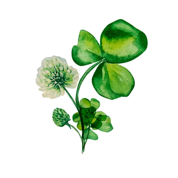 Zestaw Akwareli Shamrock Clover Kompozycja Białym Tle Ręcznie Malowane Ilustracje — Zdjęcie stockowe