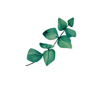 Okaliptüs dalları suluboya, beyaz arkaplanda yeşil yapraklar