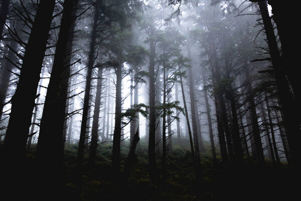 Mysterious foggy forest with tall trees.