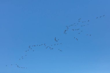 Mavi gökyüzünde uçan turnalar sürüsü Gökte sıkışmış kuşlar güneye uçar