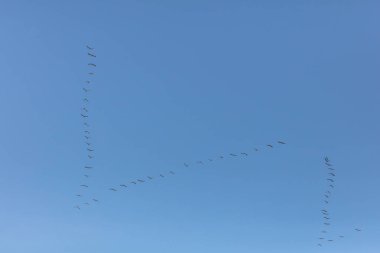 Mavi gökyüzünde uçan turnalar sürüsü Gökte sıkışmış kuşlar güneye uçar