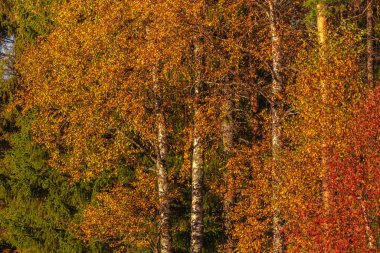 Sonbaharda ağaçlarda renkli yapraklar, yakın plan.,