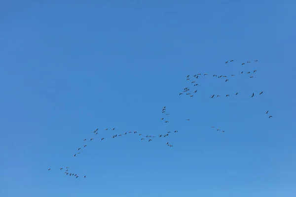 Mavi Gökyüzünde Uçan Turnalar Sürüsü Gökte Sıkışmış Kuşlar Güneye Uçar — Stok fotoğraf