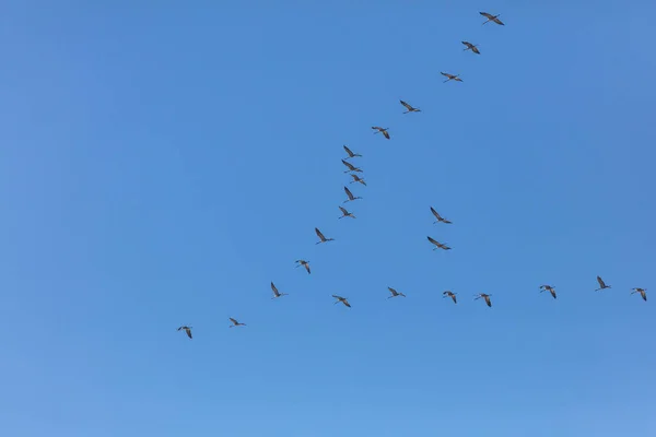 Fliegende Kraniche Blauen Himmel Keil Himmel Vögel Fliegen Nach Süden — Stockfoto