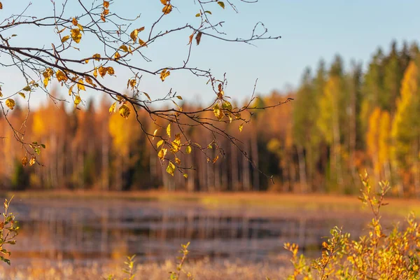 Autumn Landscape Lake Reflection Trees Water Sunny Day — Stock Photo, Image