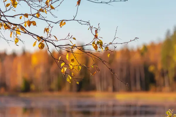 Autumn Landscape Lake Reflection Trees Water Sunny Day — Stock Photo, Image