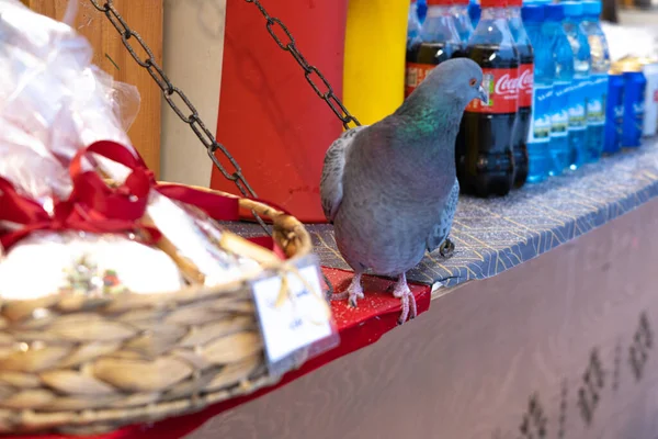 塔林爱沙尼亚 2021年12月3日 在城市 New Year Showcases 鸽子要吃东西 新年心情概念 — 图库照片