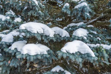 Kar altında mavi ladin. Kozalaklı dallar. Kavram, yeni yıl, Noel. karlı kış .
