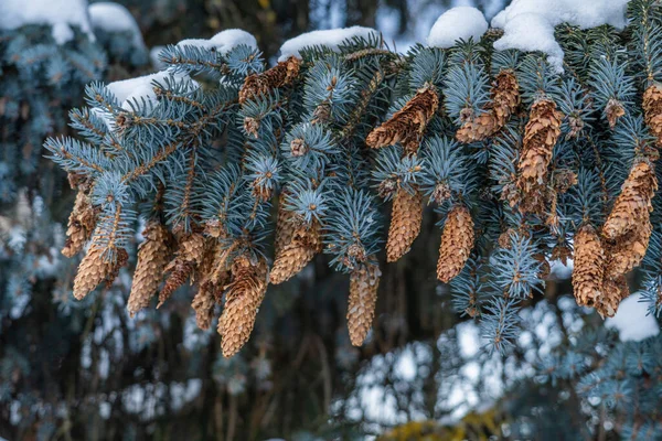 가문비나무가 원뿔이 크리스마스 눈내리는 — 스톡 사진
